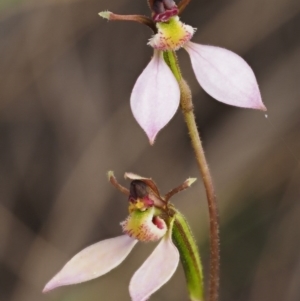Eriochilus cucullatus at Canberra Central, ACT - 27 Mar 2017