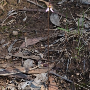 Eriochilus cucullatus at Canberra Central, ACT - 27 Mar 2017