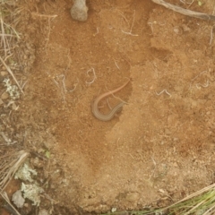 Ctenotus taeniolatus (Copper-tailed Skink) at Belconnen, ACT - 30 Mar 2017 by MichaelMulvaney