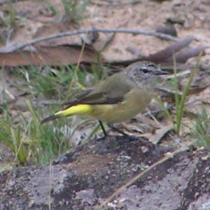 Acanthiza chrysorrhoa at Kambah, ACT - 30 Mar 2017 01:13 PM