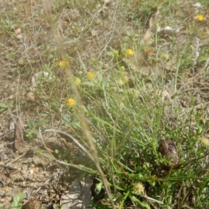 Calotis lappulacea at Belconnen, ACT - 30 Mar 2017