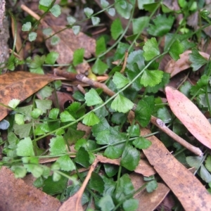 Asplenium flabellifolium at Kambah, ACT - 30 Mar 2017