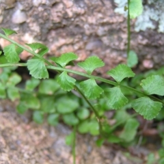 Asplenium flabellifolium at Kambah, ACT - 30 Mar 2017