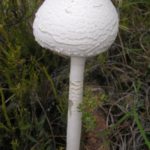 Macrolepiota dolichaula at Kambah, ACT - 30 Mar 2017 01:18 PM