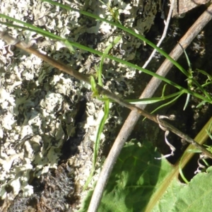 Wahlenbergia stricta subsp. stricta at Stromlo, ACT - 26 Mar 2017