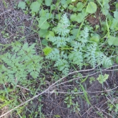 Conium maculatum (Hemlock) at Stromlo, ACT - 26 Mar 2017 by Mike