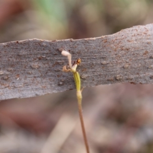 Eriochilus cucullatus at Canberra Central, ACT - suppressed