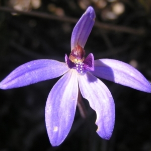 Cyanicula caerulea at Kambah, ACT - suppressed