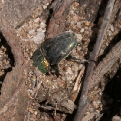 Lamprima aurata (Golden stag beetle) at Tidbinbilla Nature Reserve - 27 Mar 2017 by SWishart