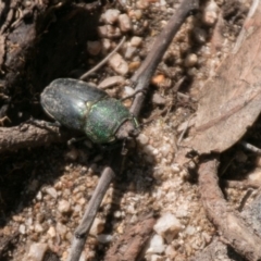 Lamprima aurata at Paddys River, ACT - 27 Mar 2017