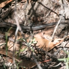 Lampropholis guichenoti (Common Garden Skink) at Paddys River, ACT - 27 Mar 2017 by SWishart