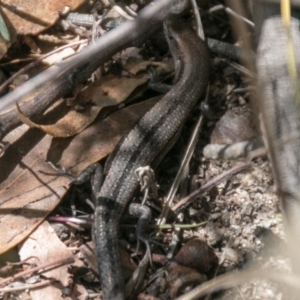 Lampropholis guichenoti at Paddys River, ACT - 27 Mar 2017