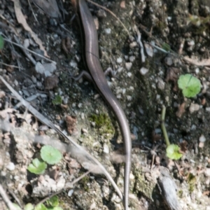 Acritoscincus platynotus at Paddys River, ACT - 27 Mar 2017