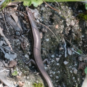 Acritoscincus platynotus at Paddys River, ACT - 27 Mar 2017