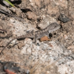 Amphibolurus muricatus (Jacky Lizard) at Paddys River, ACT - 27 Mar 2017 by SWishart