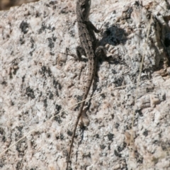 Amphibolurus muricatus at Paddys River, ACT - 27 Mar 2017 11:02 AM