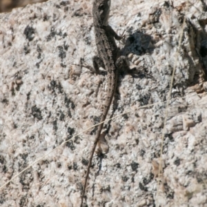 Amphibolurus muricatus at Paddys River, ACT - 27 Mar 2017 11:02 AM