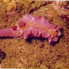 Ceratosoma brevicaudatum at Tathra, NSW - 2 Feb 2000 by Tathradiving