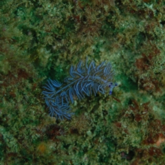 Pteraeolidia ianthina (Blue Dragon) at Tathra, NSW - 26 Aug 2007 by Tathradiving