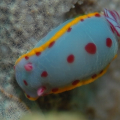 Hypselodoris bennetti (Hypselodoris bennetti) at Tathra, NSW - 23 Aug 2007 by Tathradiving