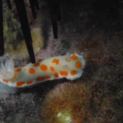 Goniobranchus tasmaniensis at Tathra, NSW - 1 Sep 2007 by Tathradiving