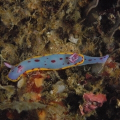 Hypselodoris bennetti (Hypselodoris bennetti) at Tathra, NSW - 2 Sep 2007 by Tathradiving