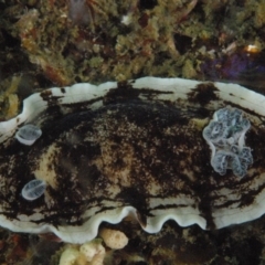 Aphelodoris varia (Aphelodoris varia) at Tathra, NSW - 1 Sep 2007 by Tathradiving