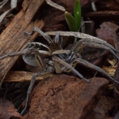 Tasmanicosa sp. (genus) (Tasmanicosa wolf spider) at Narrabundah, ACT - 16 Mar 2017 by Cowgirlgem