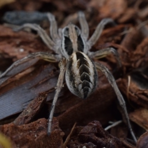 Tasmanicosa sp. (genus) at Narrabundah, ACT - 16 Mar 2017 10:46 PM