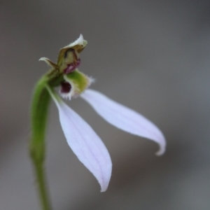 Eriochilus cucullatus at Canberra Central, ACT - 28 Mar 2017