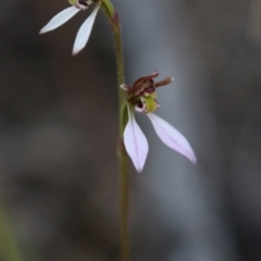 Eriochilus cucullatus (Parson's Bands) at Acton, ACT - 29 Mar 2017 by PeterR