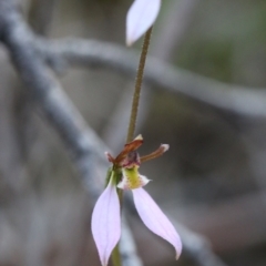 Eriochilus cucullatus at Acton, ACT - suppressed