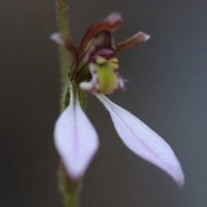 Eriochilus cucullatus at Acton, ACT - suppressed