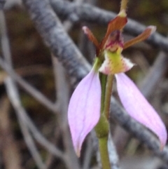 Eriochilus cucullatus at Acton, ACT - suppressed