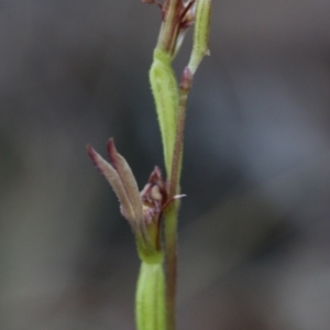 Eriochilus cucullatus at Acton, ACT - 29 Mar 2017