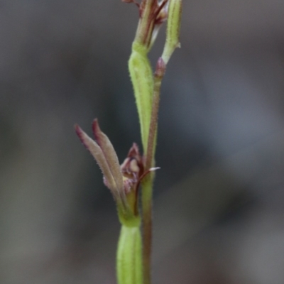 Eriochilus cucullatus (Parson's Bands) at Acton, ACT - 29 Mar 2017 by PeterR