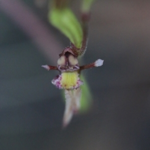 Eriochilus cucullatus at Acton, ACT - 29 Mar 2017