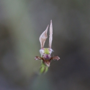 Eriochilus cucullatus at Acton, ACT - 29 Mar 2017