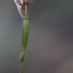 Eriochilus cucullatus at Acton, ACT - 29 Mar 2017