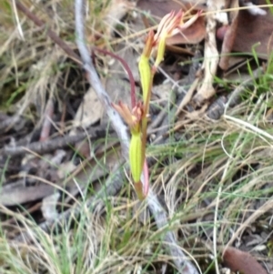 Eriochilus cucullatus at Acton, ACT - 29 Mar 2017