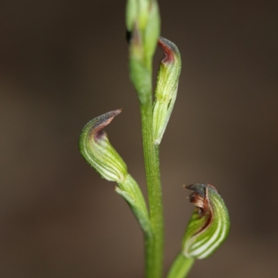 Speculantha rubescens (Blushing Tiny Greenhood) at Acton, ACT - 29 Mar 2017 by PeterR