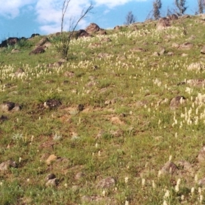 Stackhousia monogyna at Point Hut to Tharwa - 20 Oct 2003