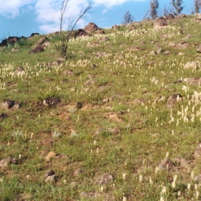 Stackhousia monogyna (Creamy Candles) at Point Hut to Tharwa - 19 Oct 2003 by michaelb