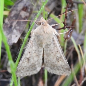 Helicoverpa punctigera at Fadden, ACT - 30 Oct 2016