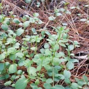 Galium aparine at Jerrabomberra, ACT - 31 Mar 2017