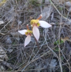 Eriochilus cucullatus (Parson's Bands) at Mount Taylor - 31 Mar 2017 by RosemaryRoth