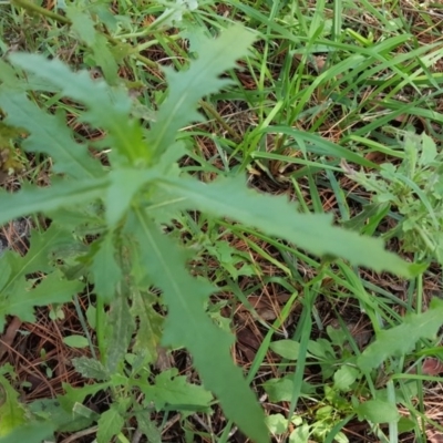 Senecio (genus) (A Fireweed) at Jerrabomberra, ACT - 31 Mar 2017 by Mike