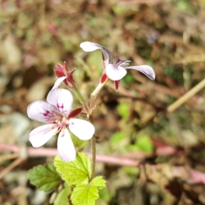 Pelargonium australe (Austral Stork's-bill) at Isaacs Ridge - 31 Mar 2017 by Mike