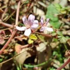 Pelargonium australe at Jerrabomberra, ACT - 31 Mar 2017