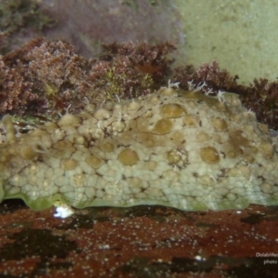 Dolabrifera brazieri (sea hare) at North Tura - 18 Feb 2012 by Seaslug